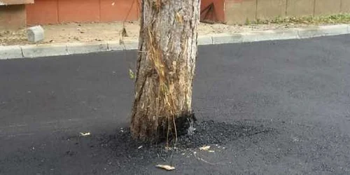 copac asfaltat la Suceava 