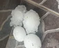 Bucăți de grindină căzute în zona Horezu Vâlcea Foto Roth Despina