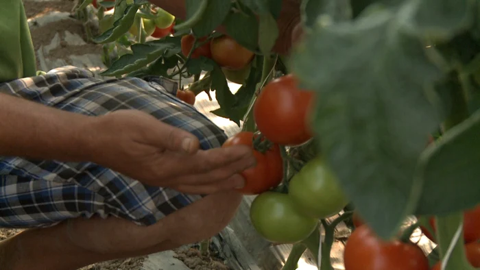 În medie, producţia la un solar obişnuit de 100 de metri lungime, a crescut faţă de anul atrecut cu 3-4 tone, spun ţăranii