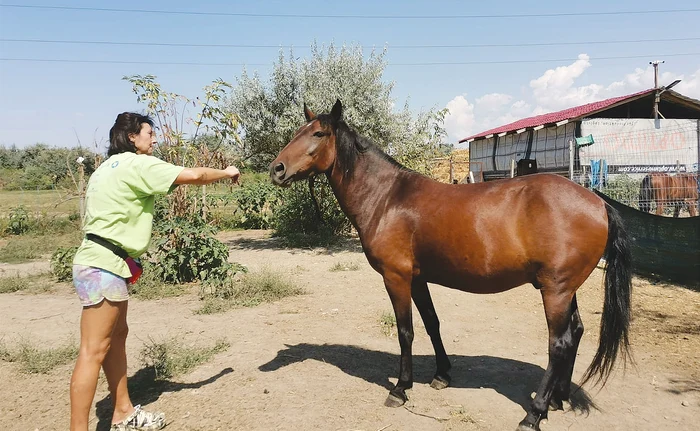 Stelică s-a făcut un armăsar superbFoto: adevarul.ro