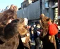 Alaiul Datinilor și obiceiurilor Bacău FOTO MA (6) jpg
