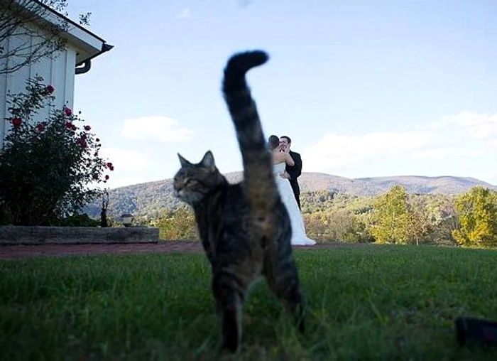 Imaginea care exemplifică expresia "a-și băga coada"