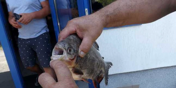 pestele pacu in dunare la Turnu Severin FOTO Alexandra Georgescu 