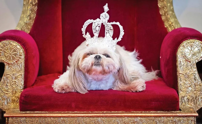 Gizmo, un shih tzu de patru ani, a plecat acasă cu premiul şi s-a pozat pe tronul regelui Fotografii: Profimedia