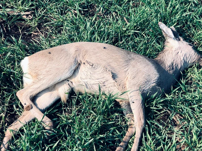 Este vorba despre mai multe căprioare moarte FOTO aradon 