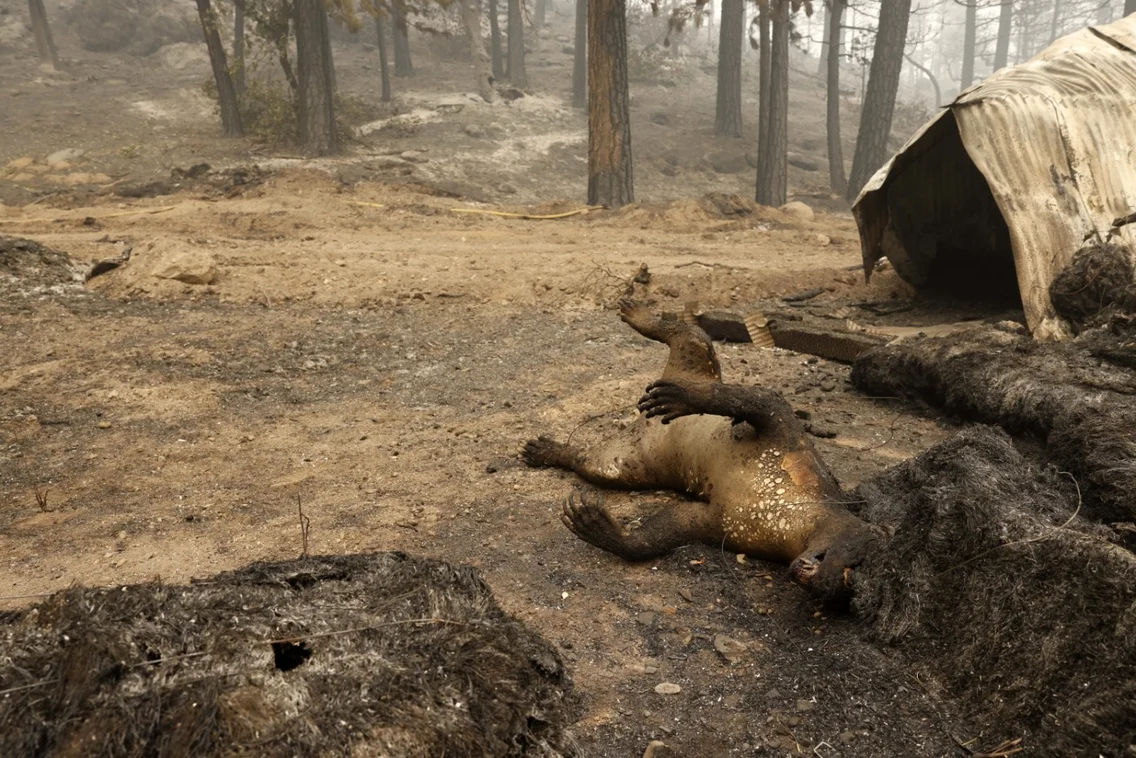 Incendiul Dixie - California - 18 aug 2021 / FOTO EPA - EFE
