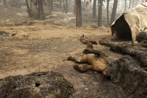 Incendiul Dixie - California - 18 aug 2021 / FOTO EPA - EFE