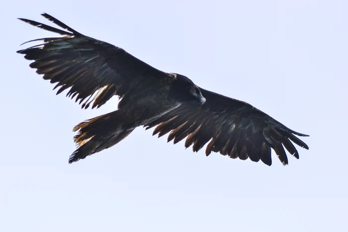 Zăganul (Gypaetus barbatus) a fost fotografiat în România la 83 de ani de la ultima observație (foto: Sebastian Bugariu/SOR)