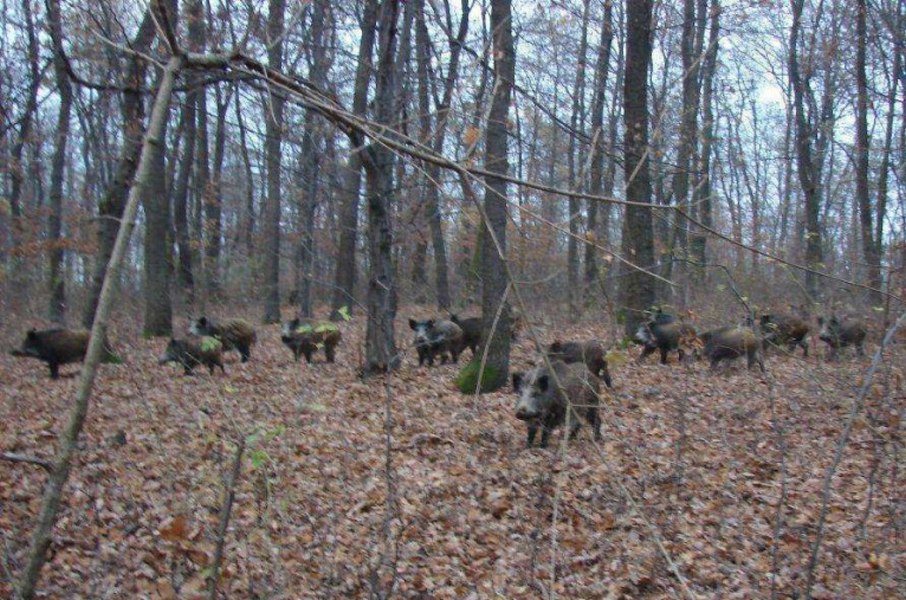 VIDEO Forest Jogging în Parcul Natural Bucegi: spectacol cu turmă de mistreți în alergare 