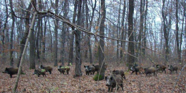 Mistreţi în pădurile din Vâlcea Foto Vâlcea Info