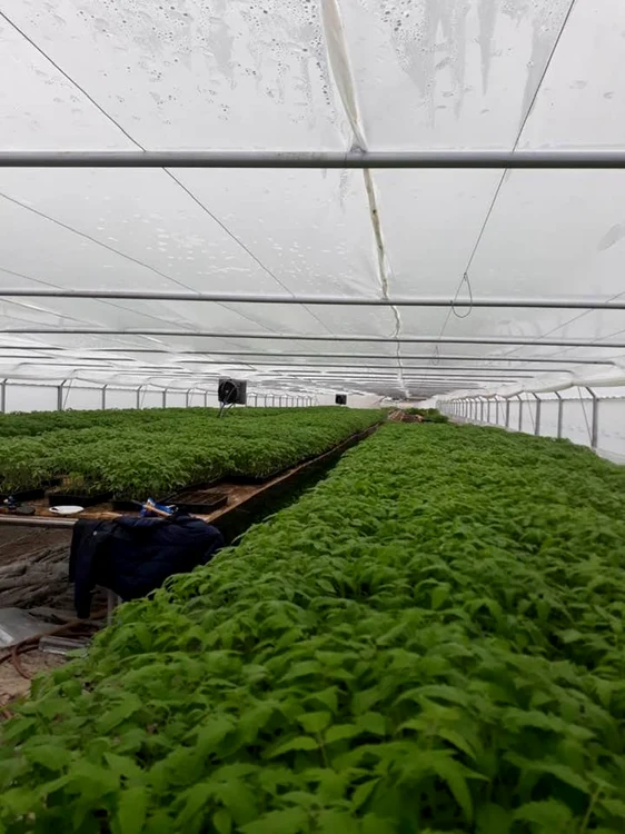 Fermierul din pleşoiu produce în ferma proprie răsadul de tomate FOTO: Facebook: Ion Păunel