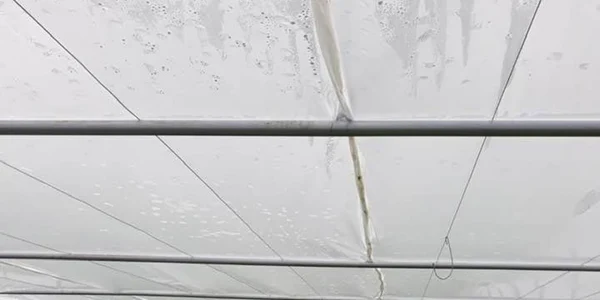 se plantează tomatele