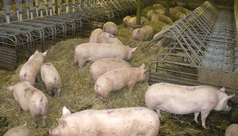 Focar de pestă porcină africană, în Dâmbovița. Animalele au fost sacrificate, iar oamenii vor fi despăgubiți