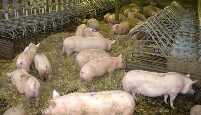 Focar de pestă porcină în județul Timiș Foto: Arhivă