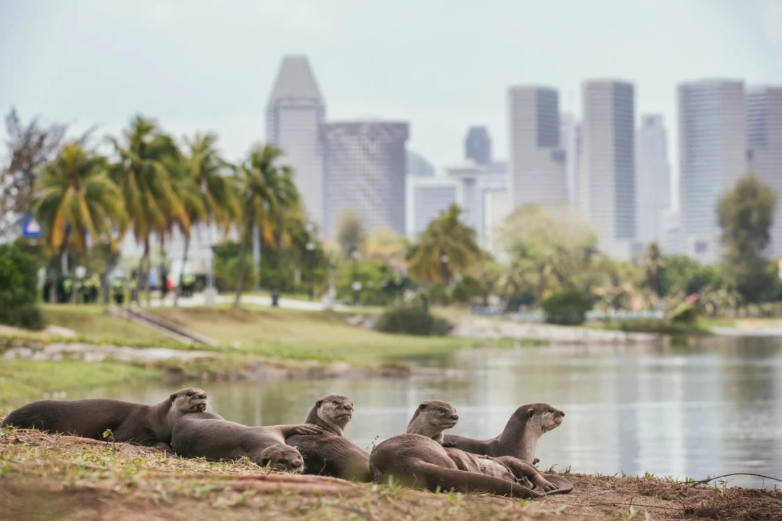Vidre în Singapore FOTO SHUTTERSTOCK