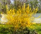 IMG 7168 jpeg