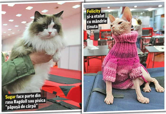 
    Fotografii: Dorin Constanda  