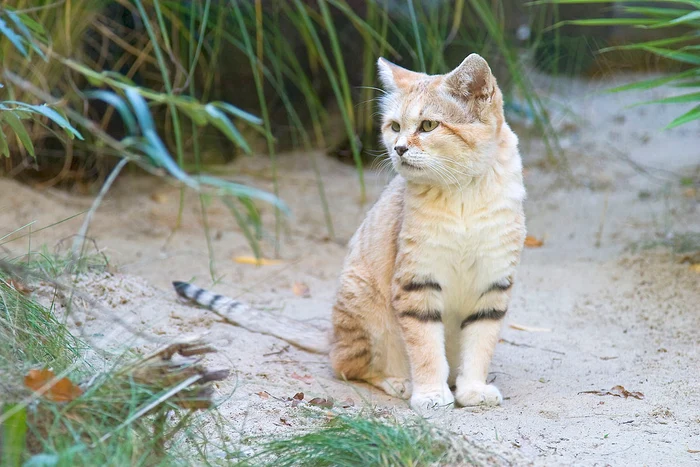 Felis margarita harrisoni Sandkatze jpg jpeg
