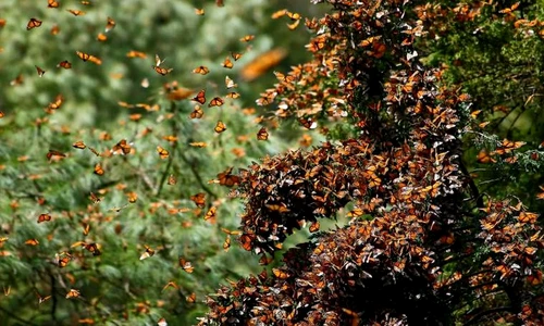 1 76116 original jpg jpeg