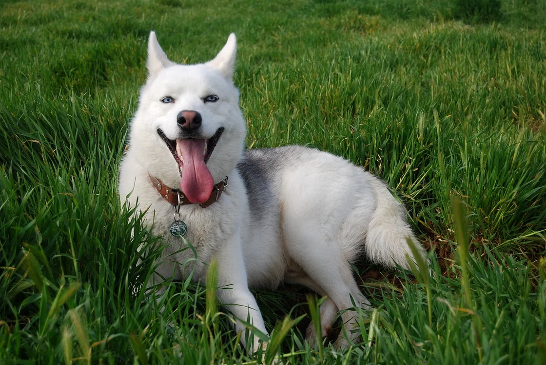 Husky, Pixabay jpg