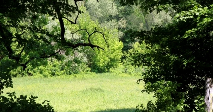 padurile moldovei foto wikipedia