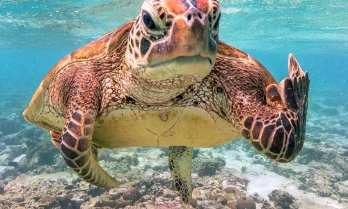 16 broasca testoasa terry png png