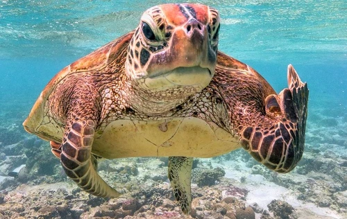 16 broasca testoasa terry png png