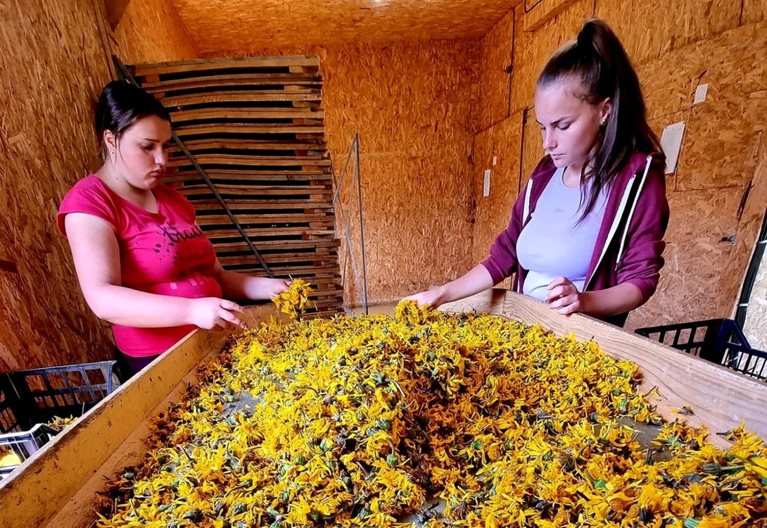 Arnica montană este selectată la centrul de colectare de la Gheţari. Foto: Facebook/ George Căţean