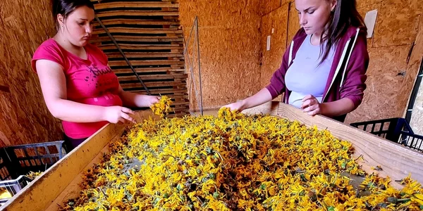 plante medicinale apuseni