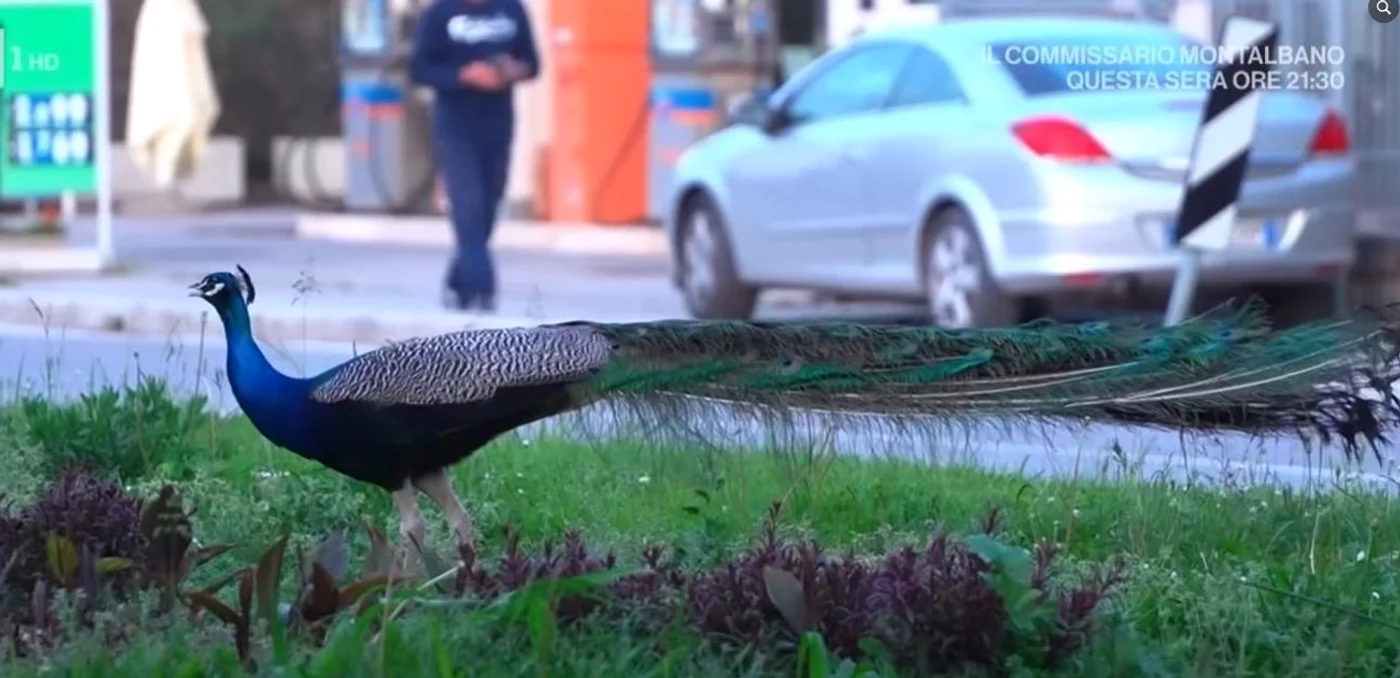 Păunii au luat în stăpânire Punta Marina. FOTO: captură video