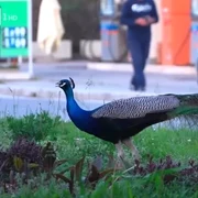 pauni Italia captură video jpg
