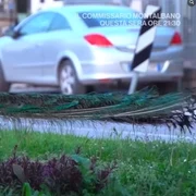 pauni Italia captură video jpg
