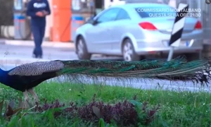 pauni Italia captură video jpg