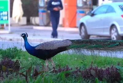 pauni Italia captură video jpg