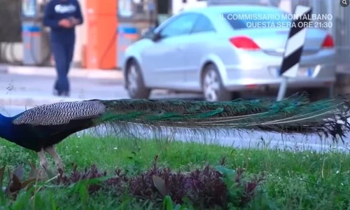 pauni Italia captură video jpg