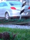 pauni Italia captură video jpg