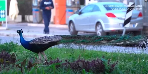 pauni Italia captură video jpg