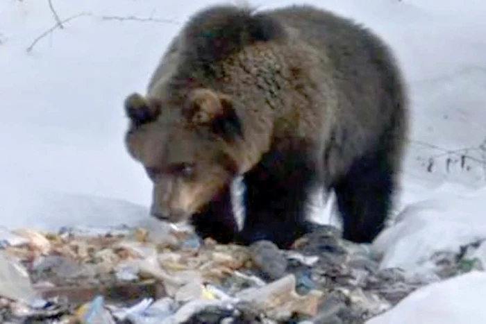 Animalul este mereu hrănit de o familie din Predeal (CAPTURĂ RTV.net)