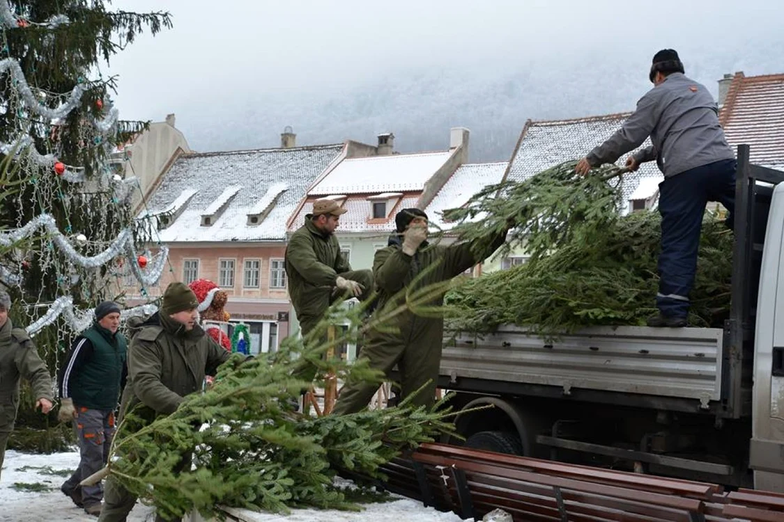 Bradul de 26 de metri va fi tăiat bucăţi şi folosit drept combustibil.