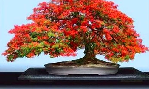 1 46740 original jpg jpeg