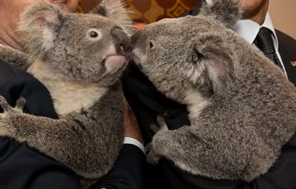 Doi urși Koala au fost denumiți în cinstea Prințului Harry și a lui Meghan Markle