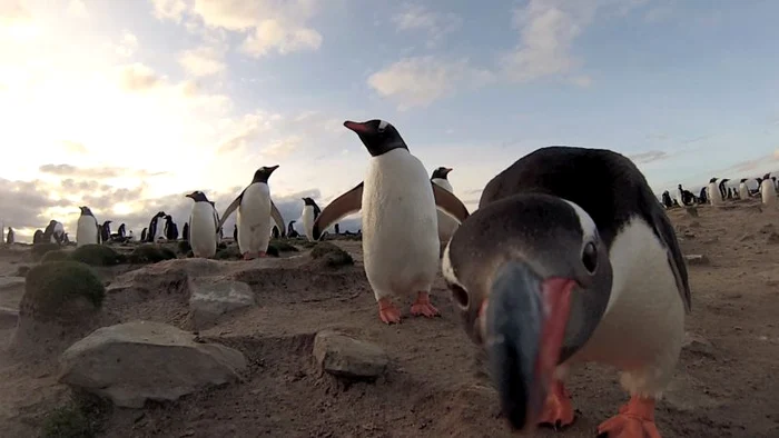 Pinguini (Foto: Photoland/Caters)