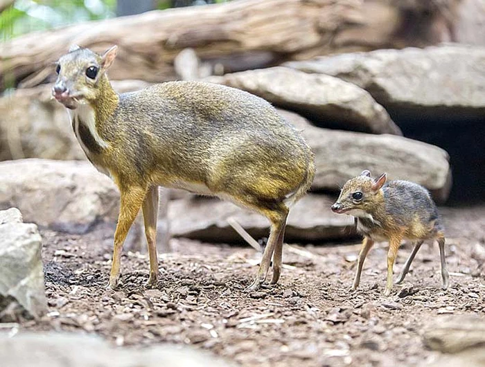 Căprioara-şoarece trăieşte în pădurile din Indonezia şi MalaeziaFoto: Photoland / Caters