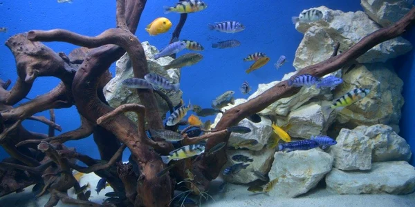 Noile acvarii sunt ultima atracţie de la Zoo Braşov