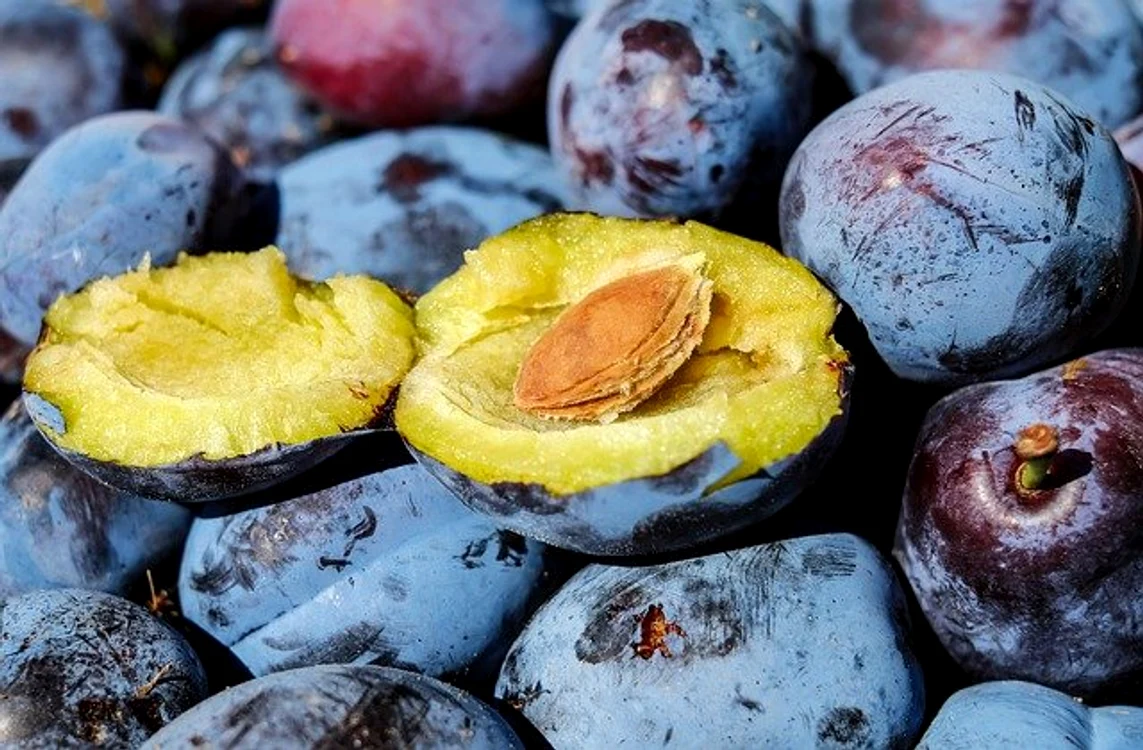Cura cu prune proaspete este un tonic pentru organism Foto: pixabay.com
