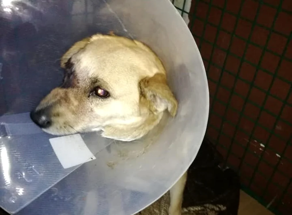 Cățelușa are parte acum de îngrjiri și a fost și operatăFoto: Facebook