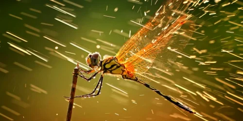 Libelulă în ploaie (Batam, insulele Riau, Indonezia)