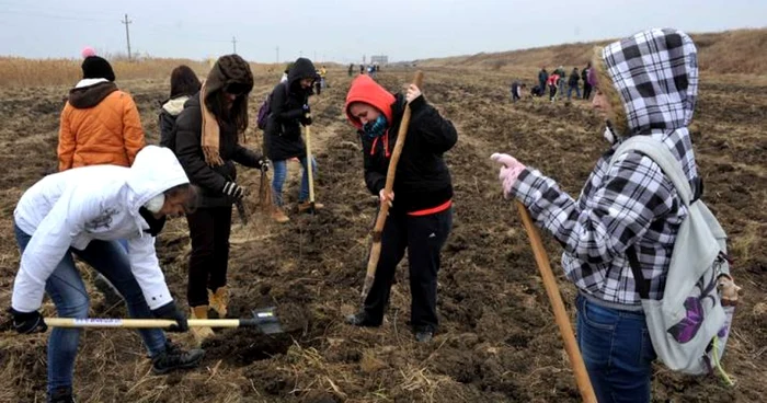 Au fost plantați 9.000 de puieți de frasin și cer