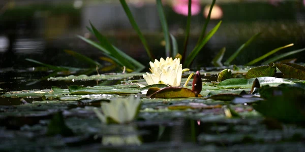 Parcul Copou Iași SURSĂ FOTO Cristian Hitruc