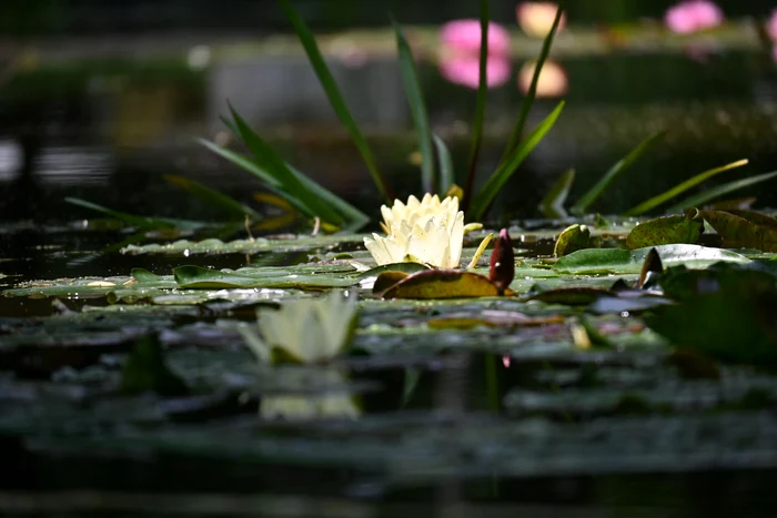 Lacul cu nuferi Parcul Copou Iași SURSĂ FOTO Cristian Hitruc